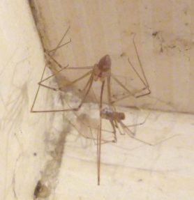 Picture of Pholcidae (Cellar Spiders) - Female - Dorsal,Egg Sacs,Lateral,Webs
