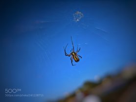 Picture of Argiope aurantia (Black and Yellow Garden Spider) - Female - Ventral,Webs