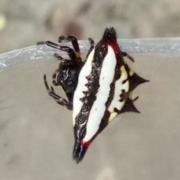 Featured spider picture of Gasteracantha geminata (Oriental Spiny Orb-weaver)