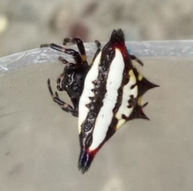 Picture of Gasteracantha geminata (Oriental Spiny Orb-weaver) - Dorsal