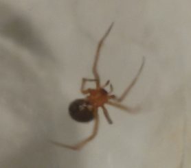 Picture of Theridiidae (Cobweb Weavers) - Ventral
