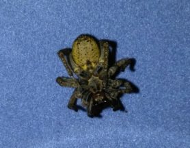 Picture of Lycosidae (Wolf Spiders) - Female - Ventral