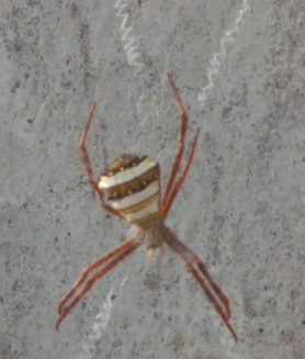 Picture of Argiope pulchella - Female - Dorsal,Webs