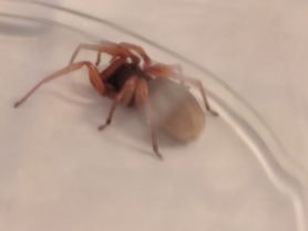 Picture of Dysdera crocata (Woodlouse Hunter) - Lateral