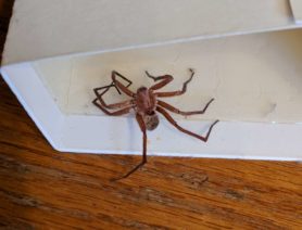 Picture of Zoropsidae (False Wolf Spiders) - Dorsal