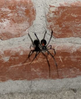 Picture of Latrodectus spp. (Widow Spiders) - Ventral