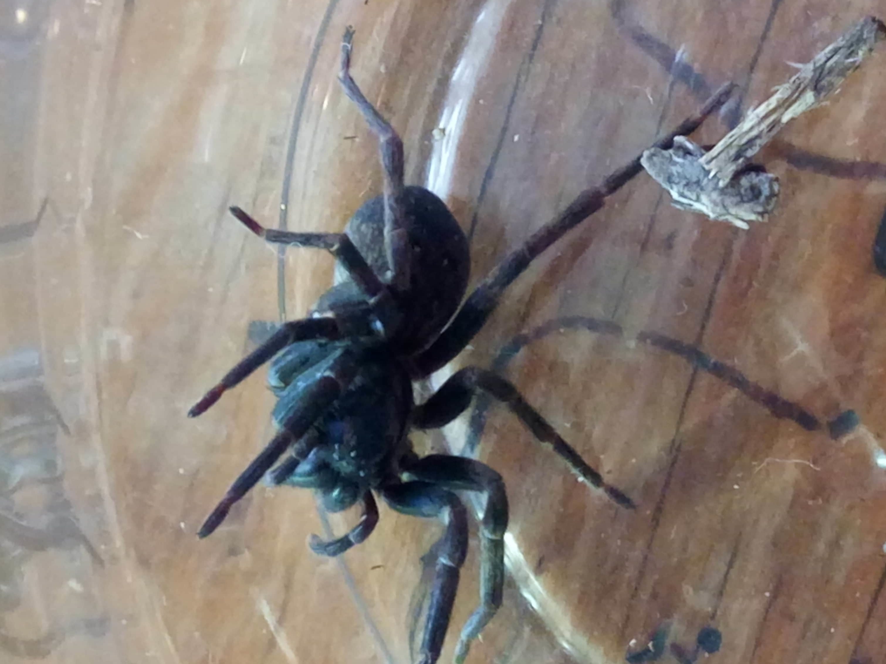 Picture of Uliodon (Vagrant Spiders) - Lateral