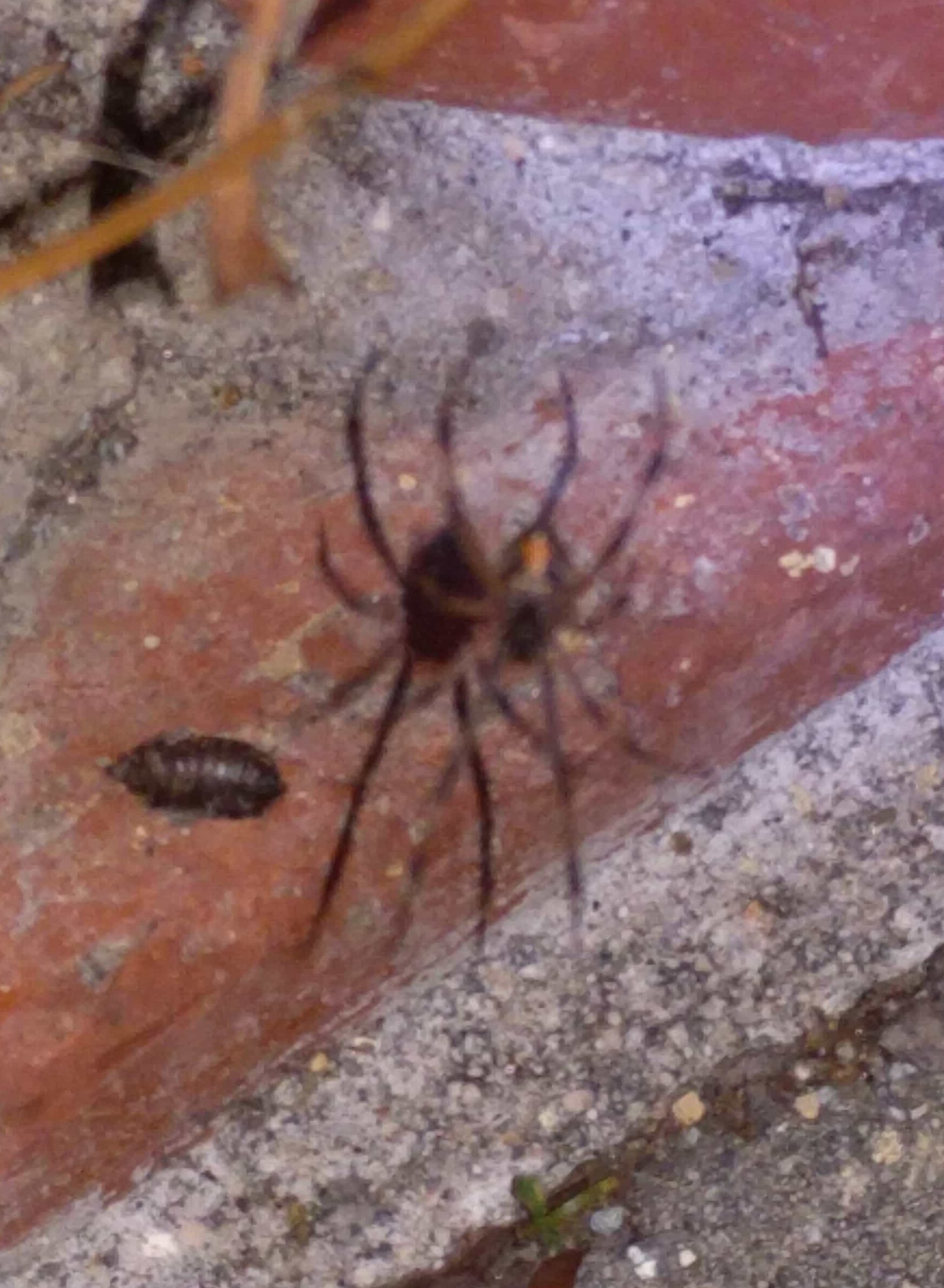 Picture of Latrodectus geometricus (Brown Widow Spider) - Ventral