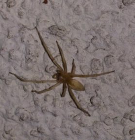 Picture of Cheiracanthium spp. (Long-legged Sac Spiders) - Dorsal