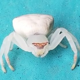 Picture of Thomisidae (Crab Spiders) - Female - Eyes