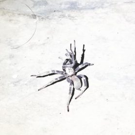 Picture of Calisoga spp. (False Tarantulas) - Lateral