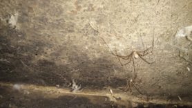 Picture of Pholcidae (Cellar Spiders) - Dorsal