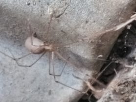 Picture of Pholcus phalangioides (Long-bodied Cellar Spider) - Lateral