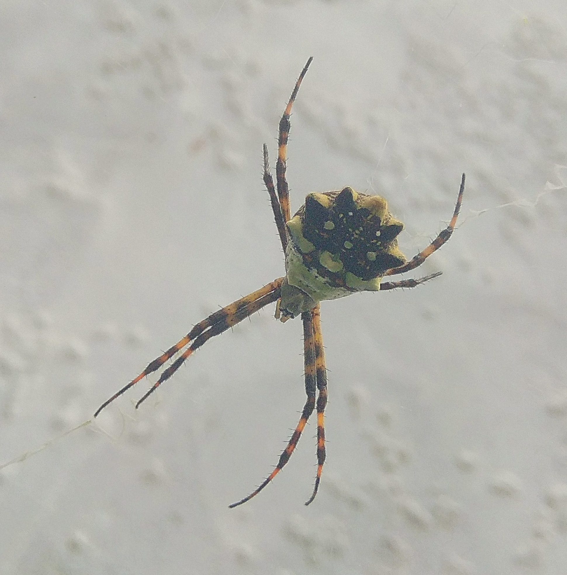 Picture of Argiope argentata (Silver Garden Spider) - Dorsal