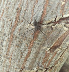 Picture of Hersiliidae (Two-tailed Spiders) - Dorsal