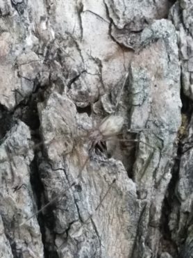 Picture of Crossopriza lyoni (Tailed Daddy Longlegs) - Dorsal