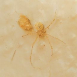 Featured spider picture of Cryptachaea gigantipes (White Porch Spider)