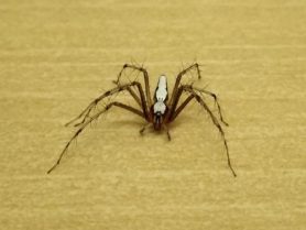 Picture of Oxyopes shweta (White Lynx Spider) - Dorsal