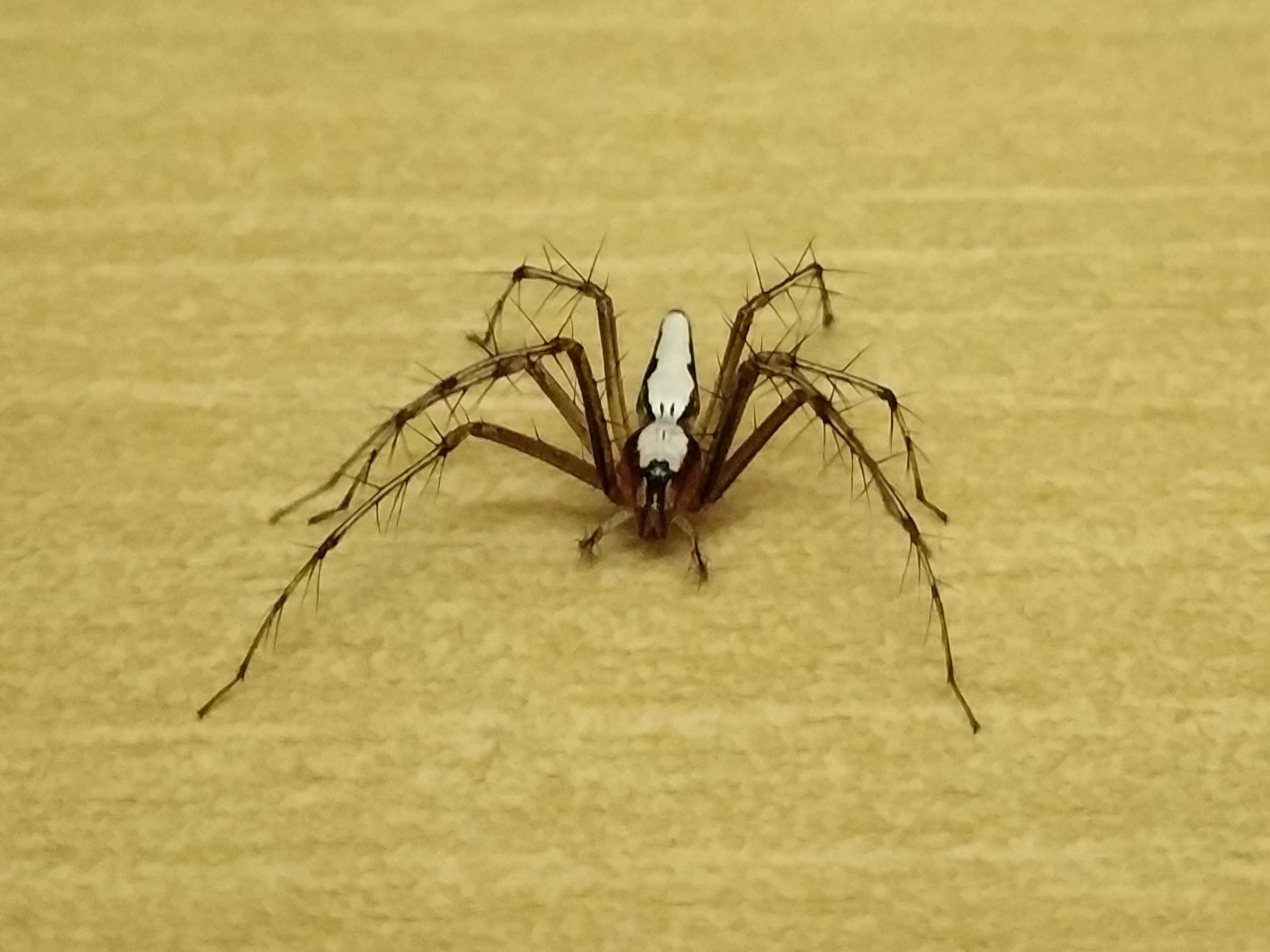 Picture of Oxyopes shweta (White Lynx Spider) - Dorsal