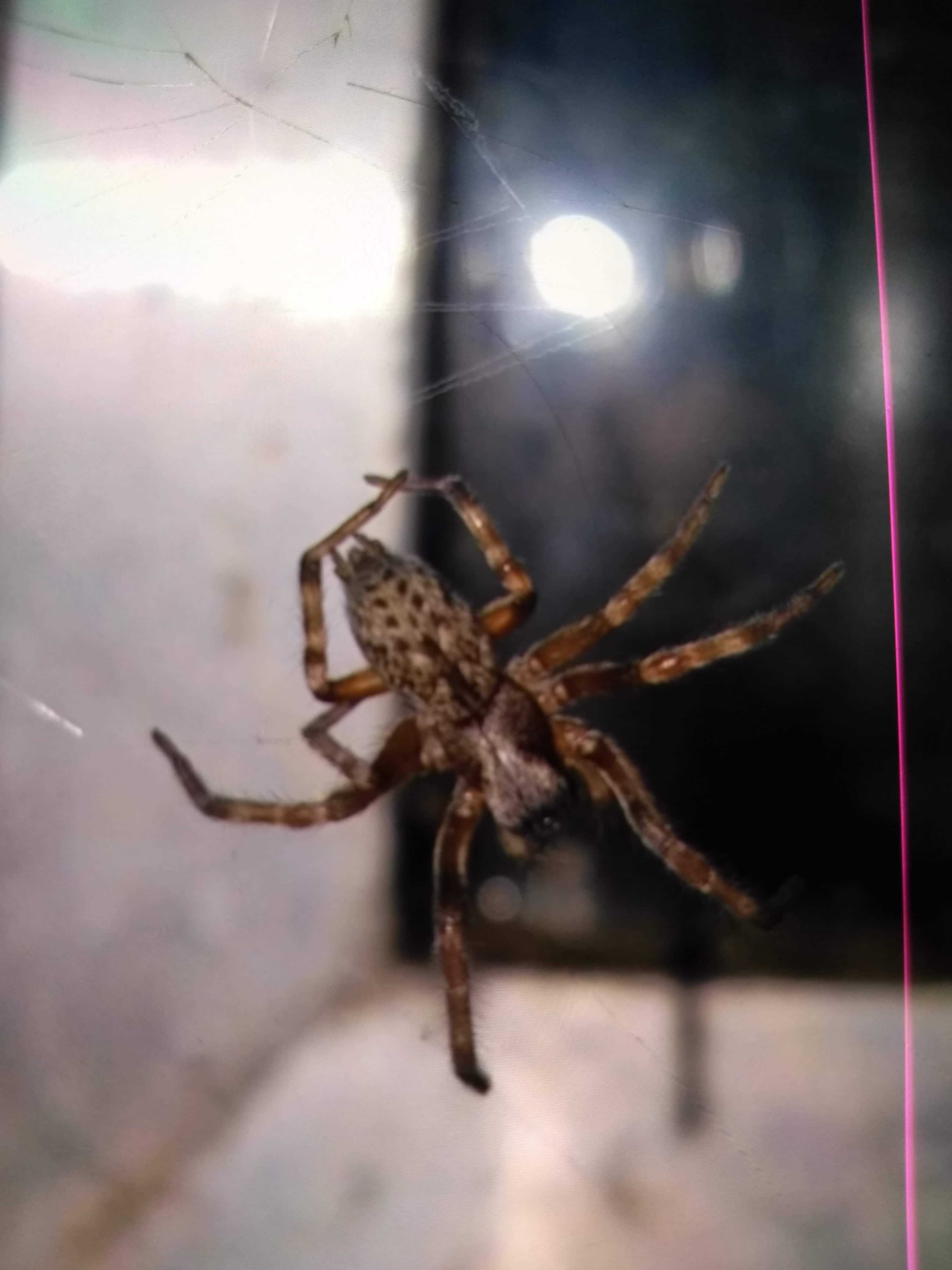 Picture of Badumna longinqua (Grey House Spider) - Dorsal