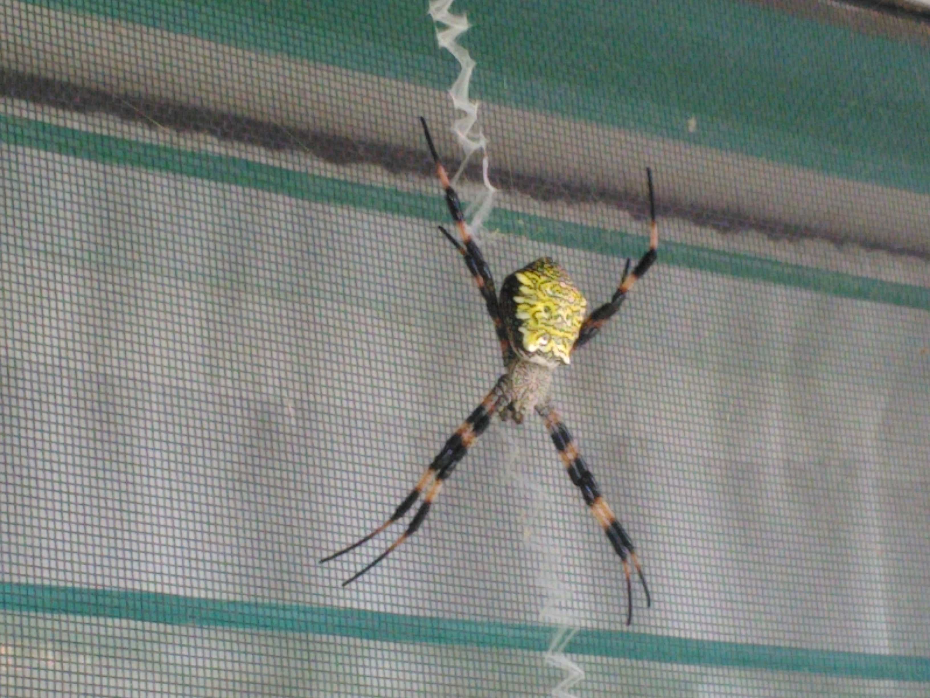 Picture of Argiope appensa (Hawaiian Garden Spider) - Female - Dorsal,Webs