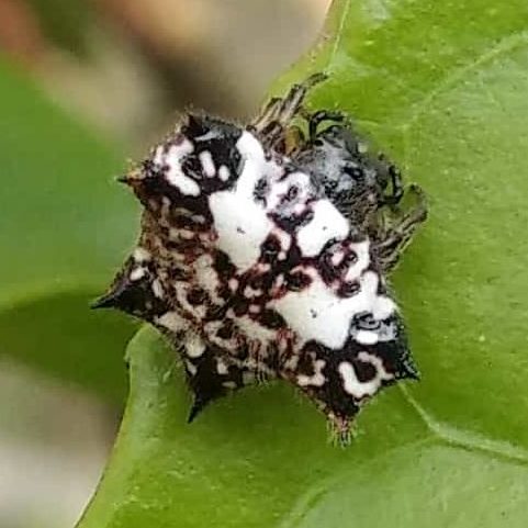 Picture of Gasteracantha kuhli (Black-and-white Spiny Spider) - Dorsal