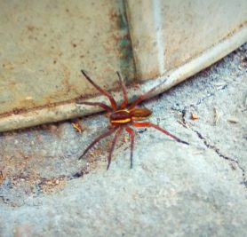 Picture of Dolomedes fimbriatus (Raft Spider) - Dorsal
