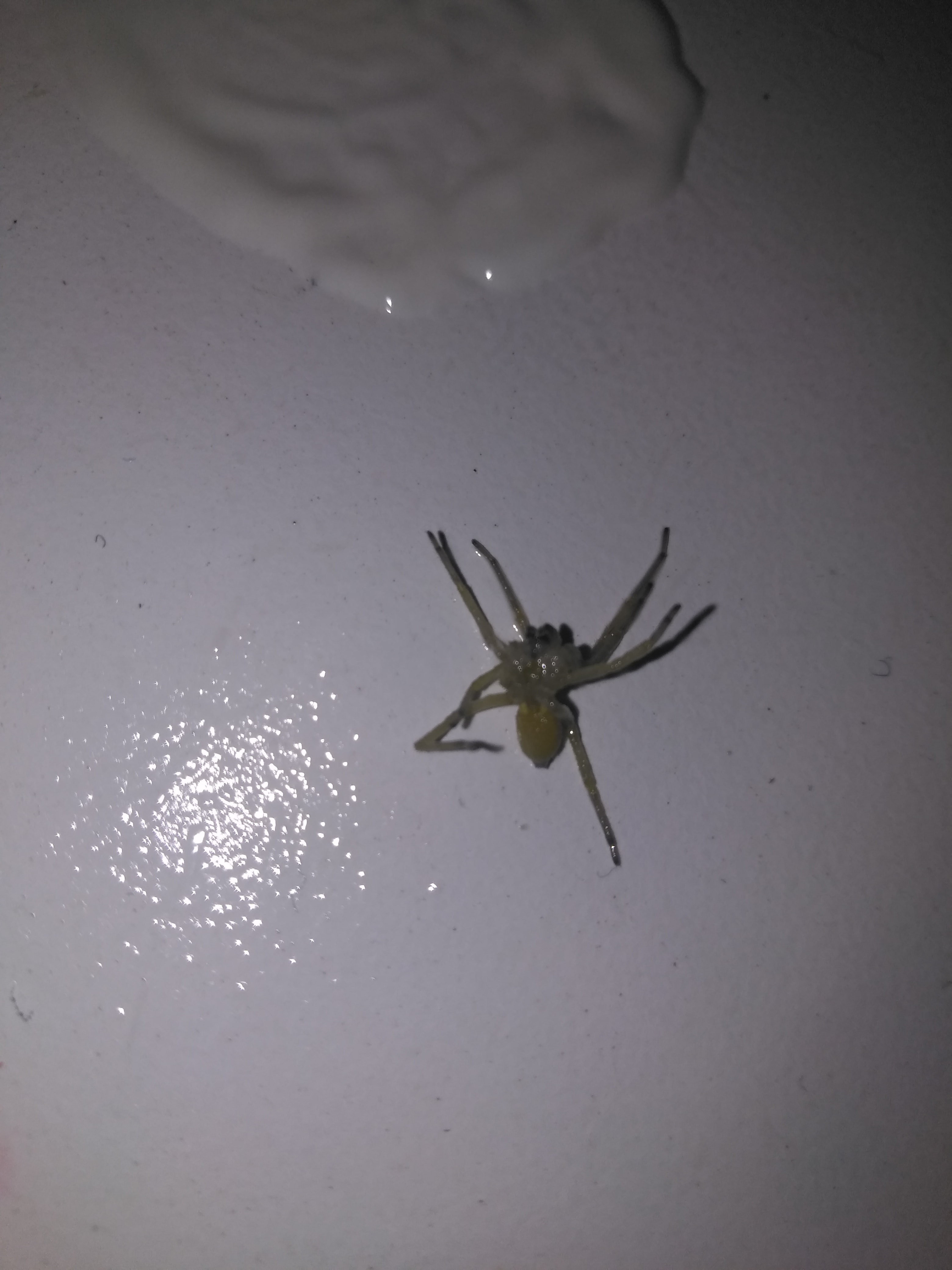 Picture of Cheiracanthium mildei (Long-legged Sac Spider)