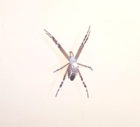 Picture of Cyrtophora moluccensis (Dome Tent Spider) - Dorsal