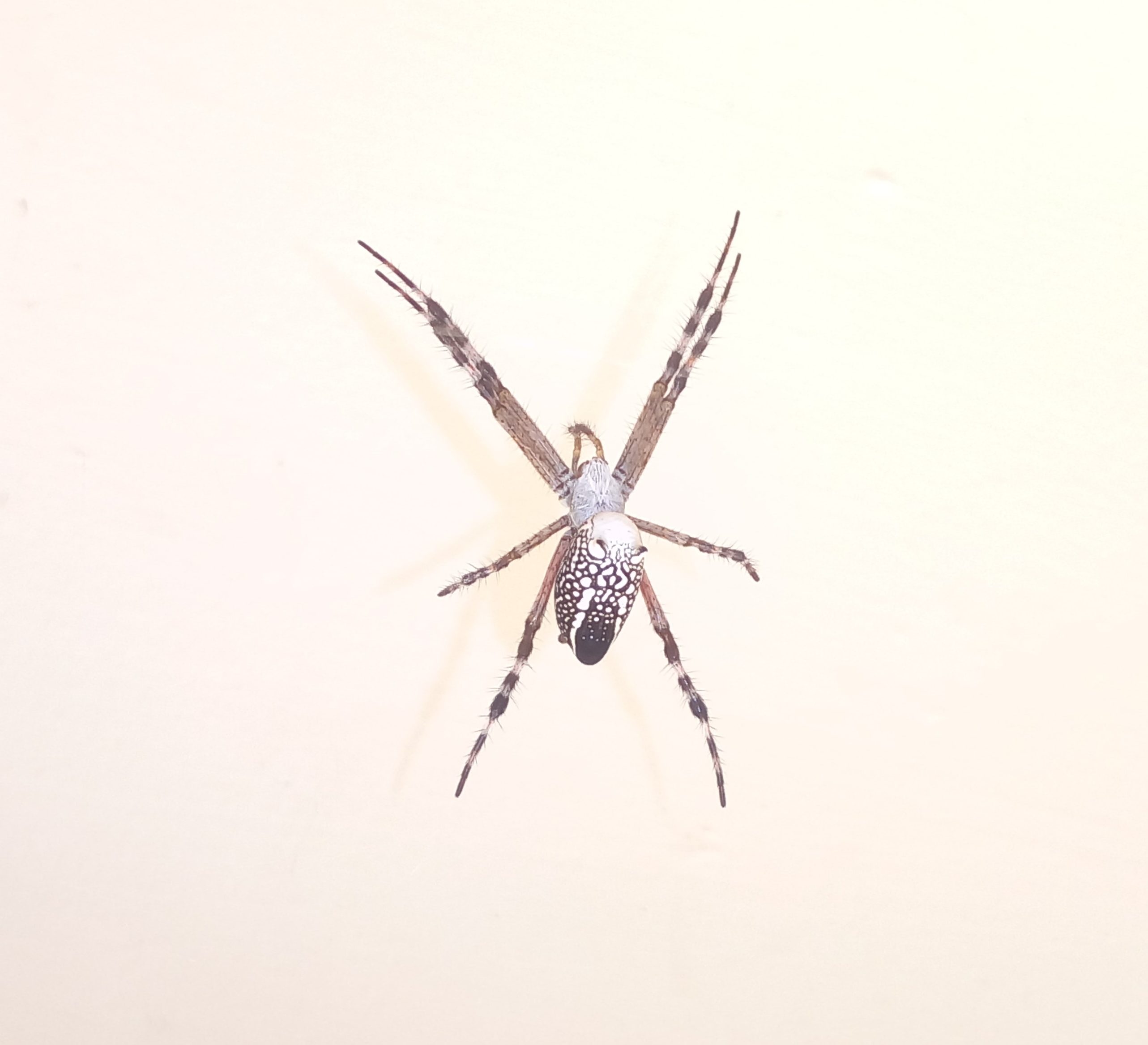 Picture of Cyrtophora moluccensis (Dome Tent Spider) - Dorsal