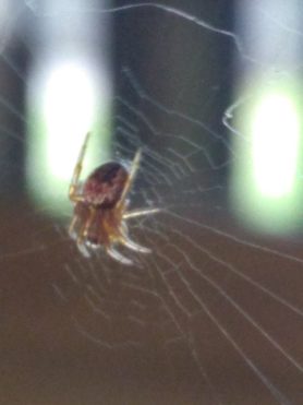 Picture of Neoscona spp. (Spotted Orb-weavers) - Dorsal,Webs