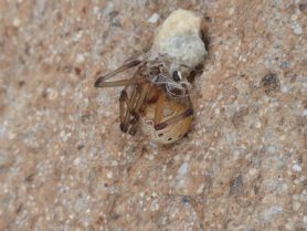 Picture of Latrodectus geometricus (Brown Widow Spider) - Lateral,Prey