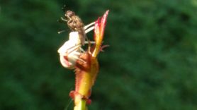 Picture of Misumena vatia (Golden-rod Crab Spider) - Lateral,Prey