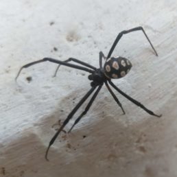 Featured spider picture of Latrodectus tredecimguttatus (European Black Widow)