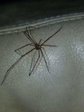 Picture of Pholcus phalangioides (Long-bodied Cellar Spider) - Male - Dorsal