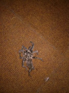 Picture of unidentified spider - Dorsal