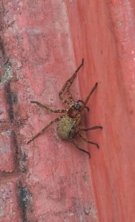 Picture of Sparassidae (Giant Crab Spiders) - Dorsal