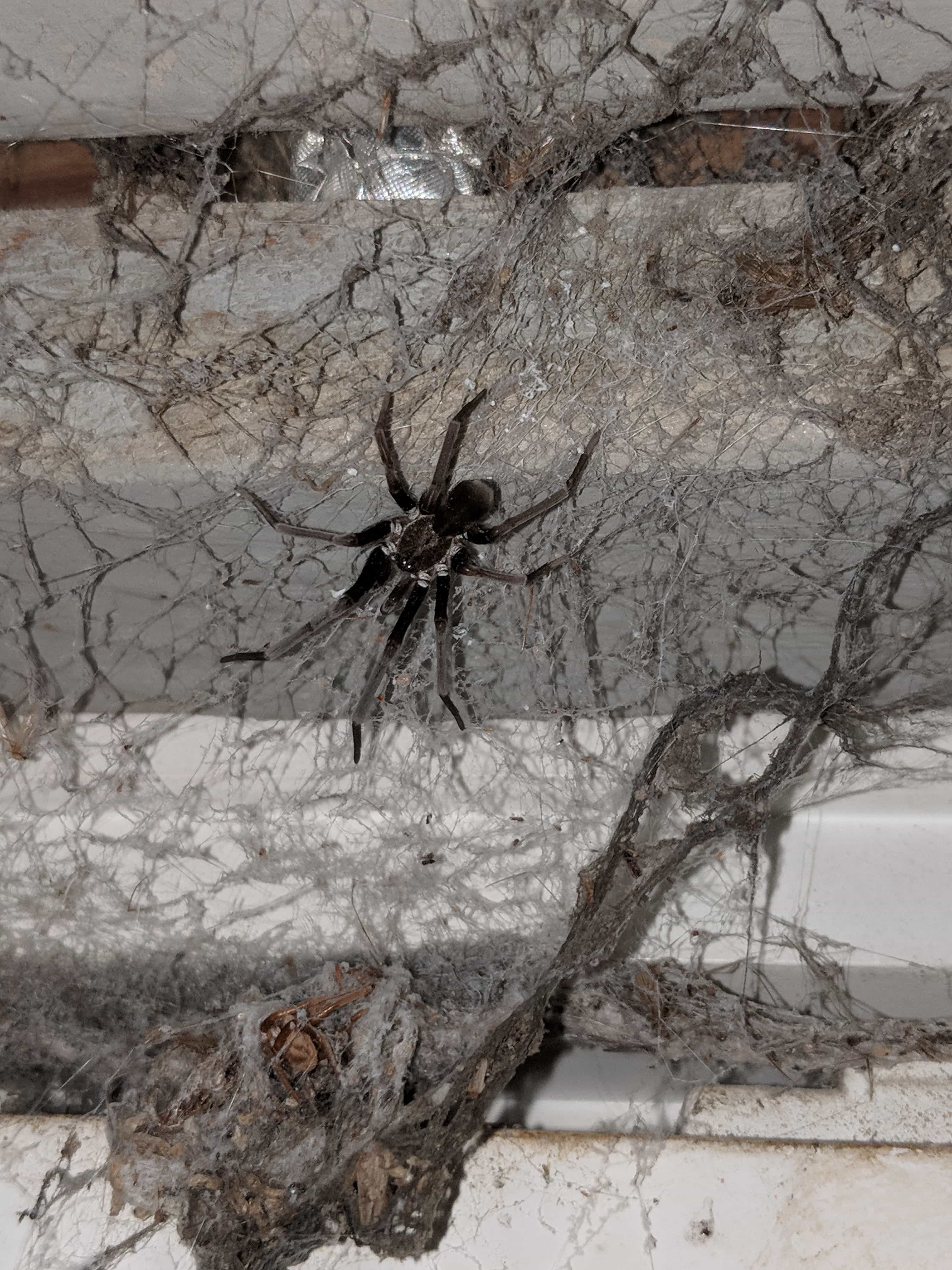 Picture of Kukulcania hibernalis (Southern House Spider) - Female - Dorsal,Webs