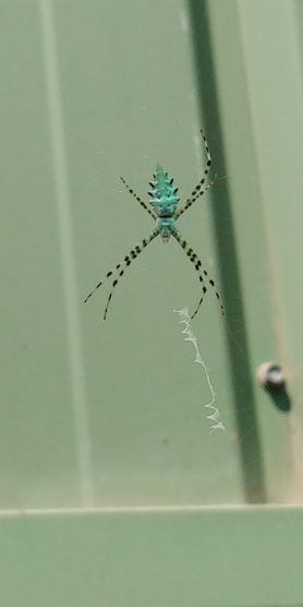 Picture of Argiope lobata (Lobed Argiope) - Dorsal,Webs