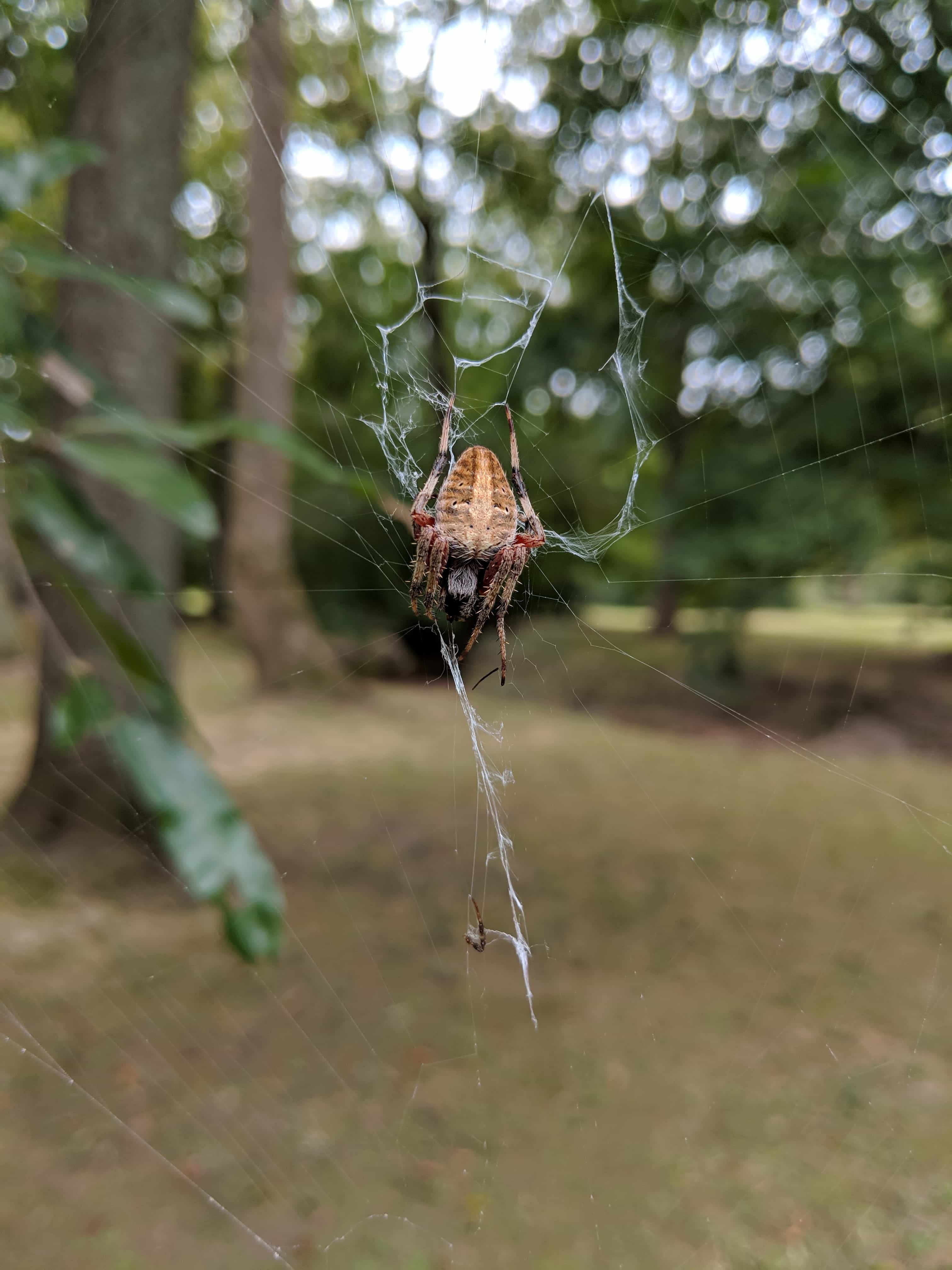 Picture of Neoscona (Spotted Orb-weavers) - Dorsal,Webs