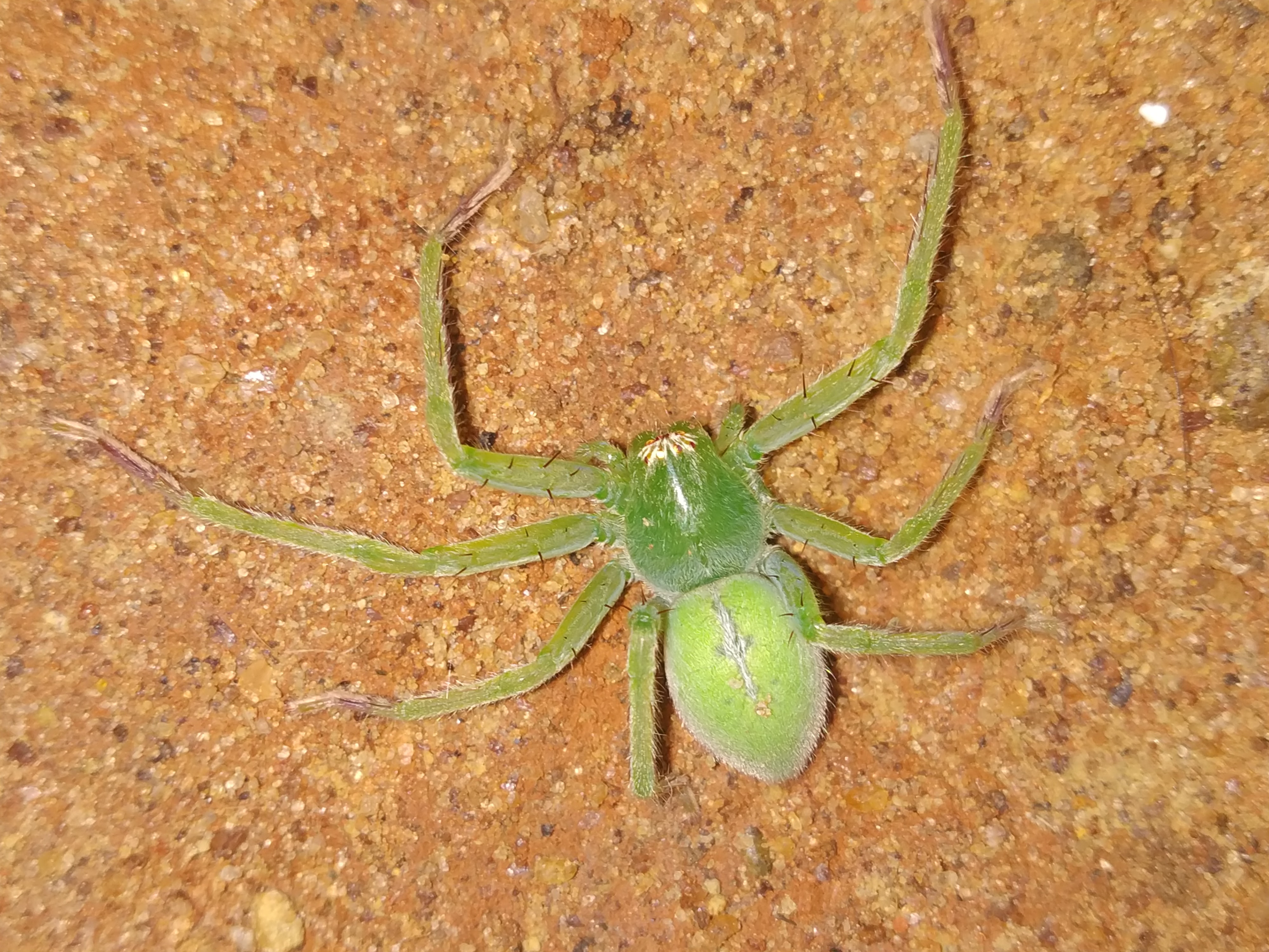 Picture of Olios milleti (Green Crab Spider) - Dorsal