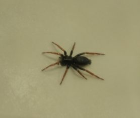 Picture of Trachyzelotes pedestris (Yellow-legged Zipper Spider) - Dorsal