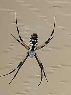 Picture of Argiope aurantia (Black and Yellow Garden Spider) - Dorsal