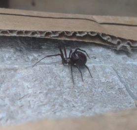 Picture of Steatoda grossa (False Black Widow) - Lateral