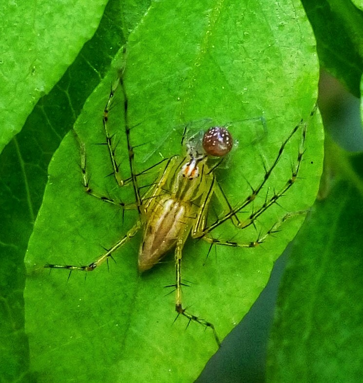 Picture of Oxyopes - Dorsal,Prey
