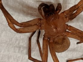 Picture of Zoropsidae (False Wolf Spiders) - Eyes