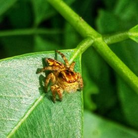 Picture of Salticidae (Jumping Spiders) - Dorsal