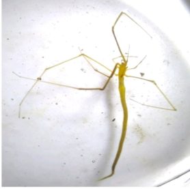 Picture of Ariamnes spp. (Twig Spiders)