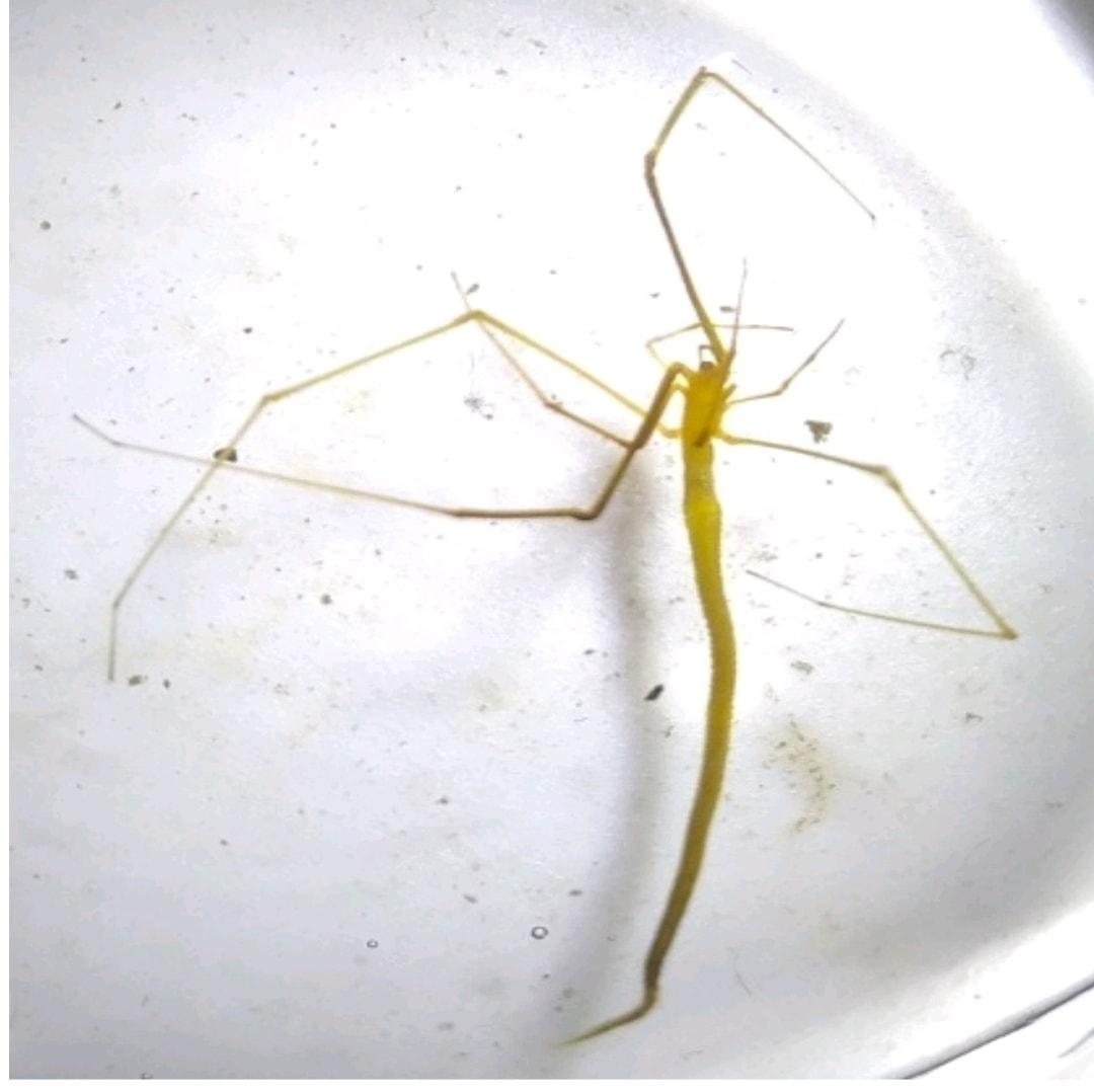 Picture of Ariamnes (Twig Spiders)