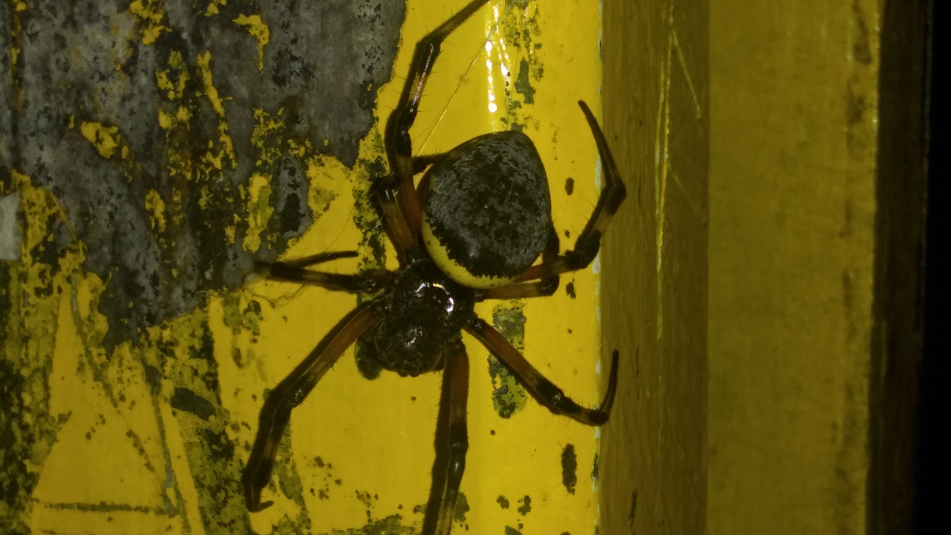 Picture of Nephilingis cruentata (African Hermit Spider) - Dorsal